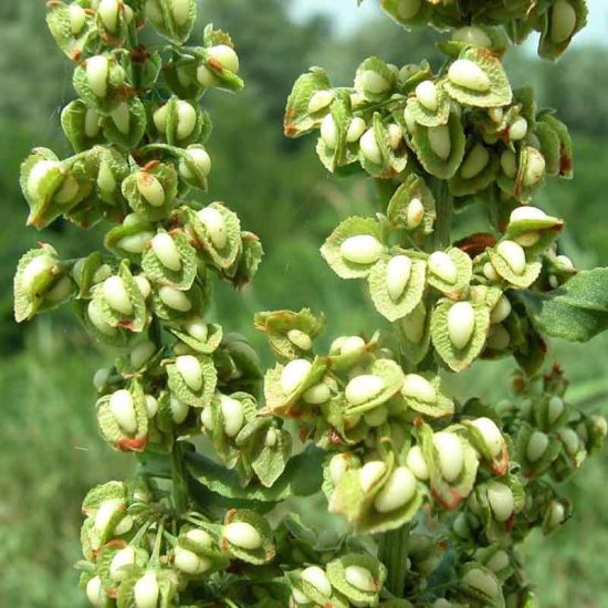 البترة الصفراء - الحماض الأصفر - Rumex Crispus - مشفى الحكمة