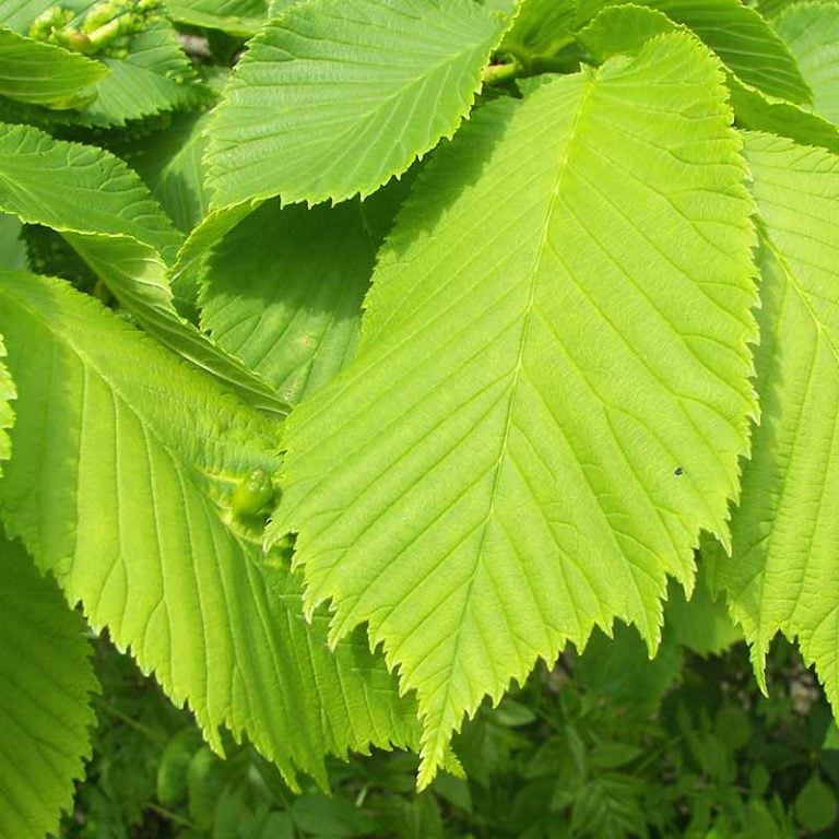 Slippery Elm - Ulmus Rubra - Hekma Center